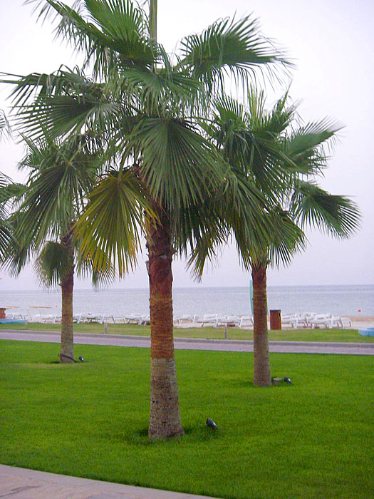 al Fujayrah jal resort palme strand