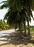 Palmen an einer Straße, Dhofar Salalah
