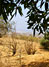 Vegetation Dhofar, Oman