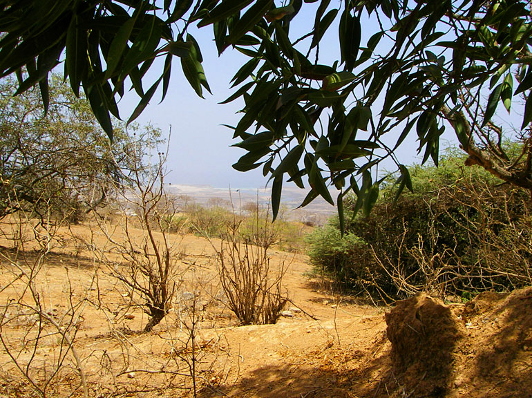vegetation dhofar