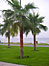 al_Fujayrah_jal_resort_palme_strand