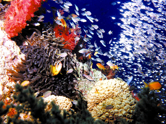 aqaba aqaba diving