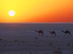Kamele durchstreifen eine Wüste in Oman im Abendlicht